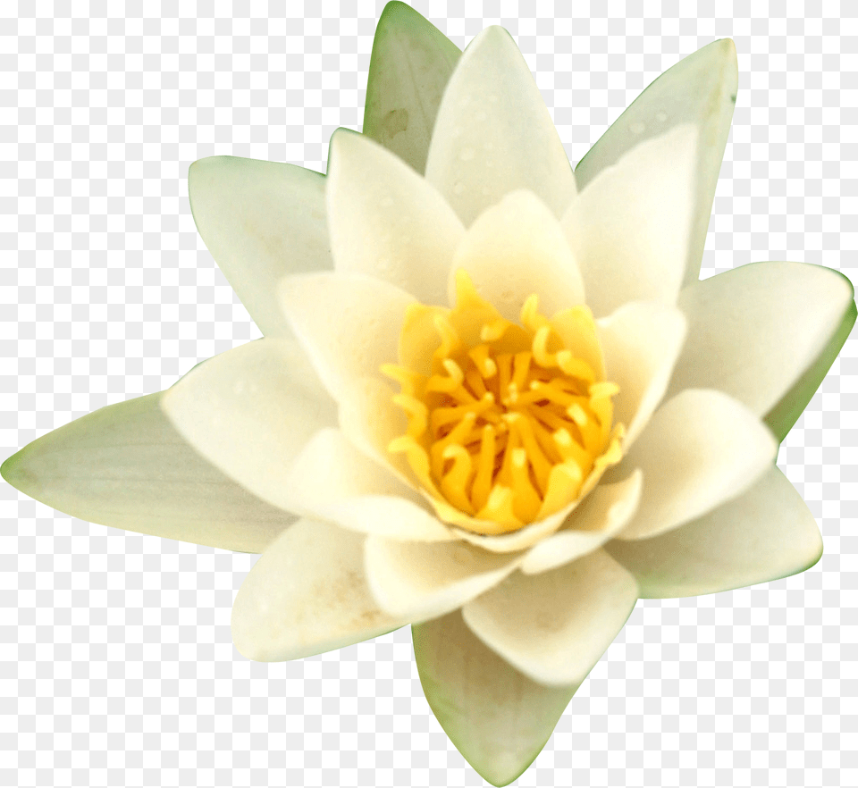 Water Lilies Nelumbo Nucifera Flower, Lily, Plant, Pond Lily Free Transparent Png