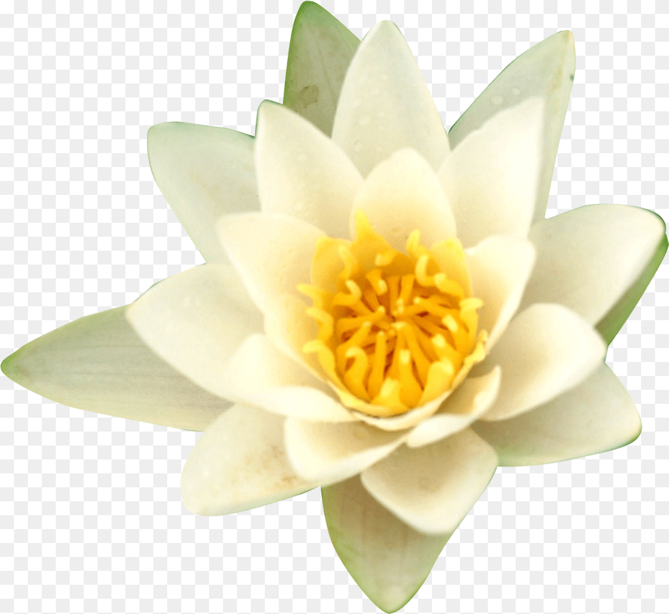 Water Lilies Nelumbo Nucifera Flower Water Lilies Portable Network Graphics, Lily, Plant, Pond Lily, Rose Free Transparent Png
