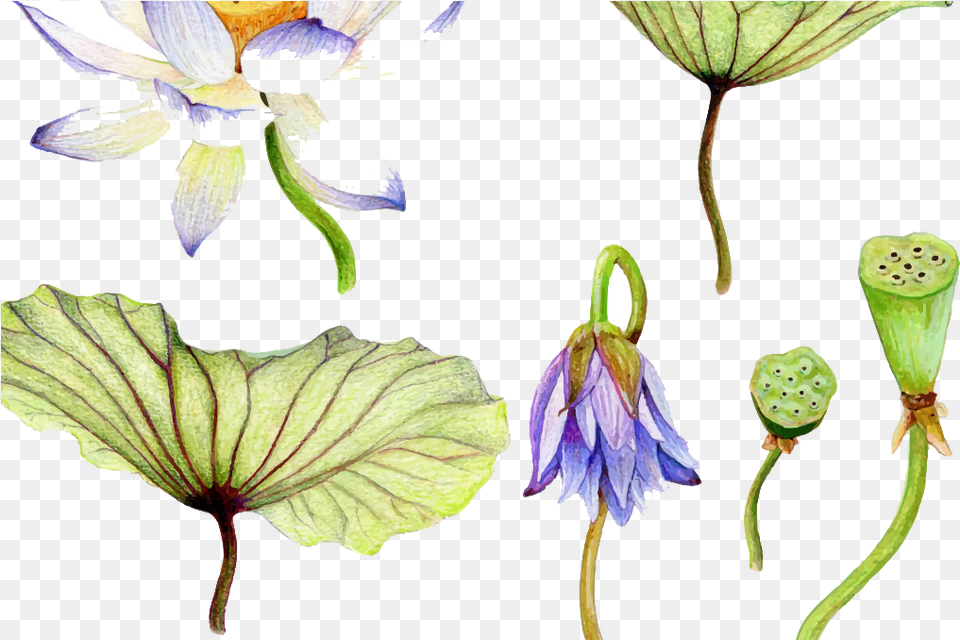 Water Lilies Water Lilies Botanical Drawings Scientific Lotus Botanical Illustration, Acanthaceae, Flower, Petal, Plant Png Image