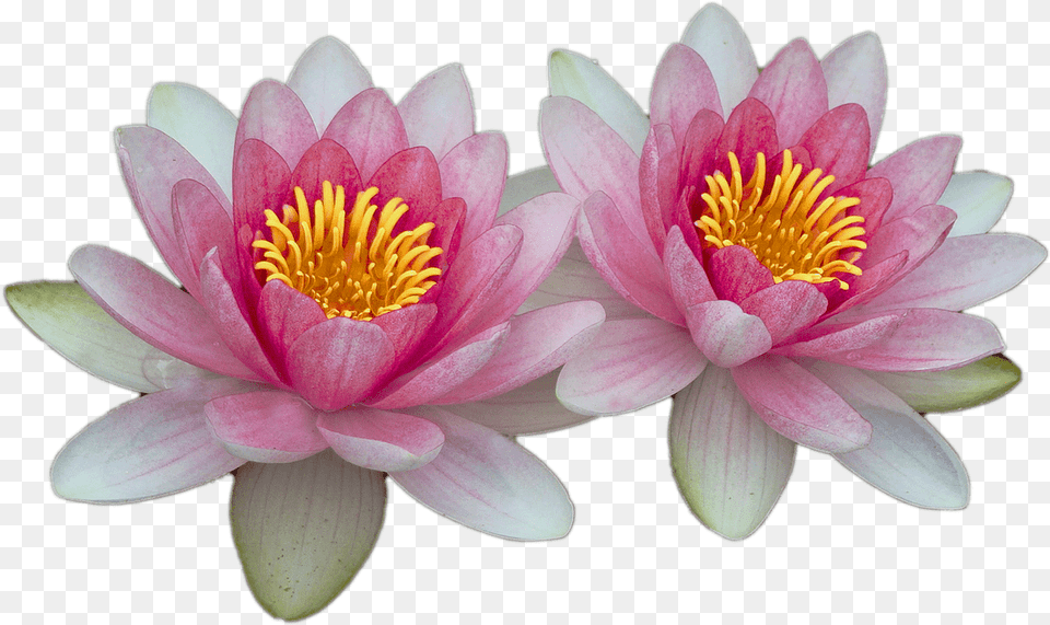 Water Lilies Water Lily Transparent Background, Flower, Plant, Pond Lily, Anther Png Image
