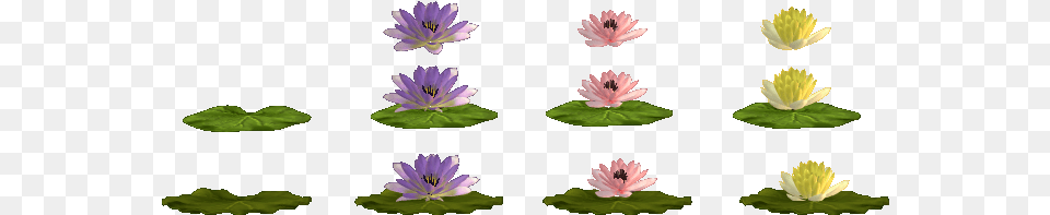 Water Lilies Website, Flower, Petal, Plant, Lily Png Image