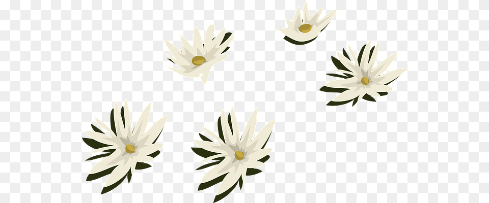 Water Lilies White Flowers Free Vector Graphic On Pixabay Flor De Agua, Daisy, Flower, Petal, Plant Png