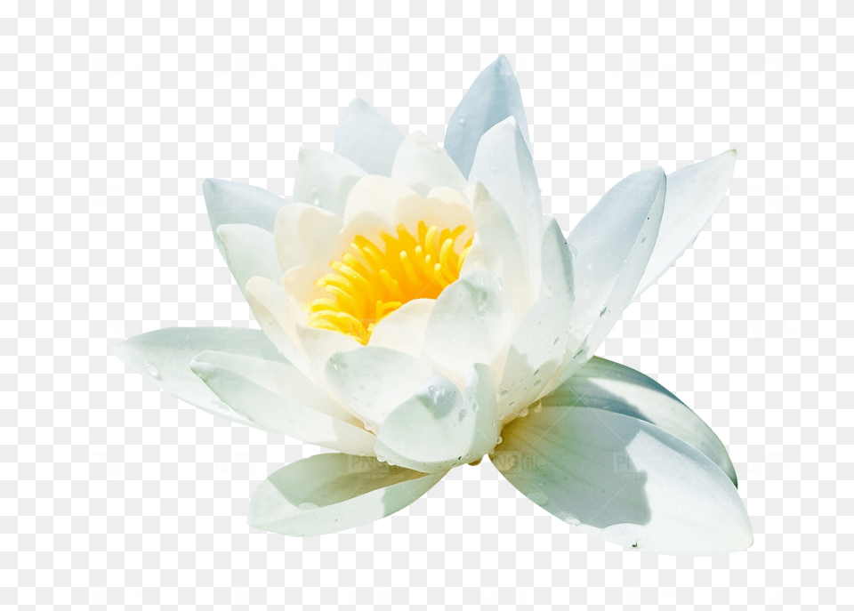 Water Lilli Flower Photo 137 Pngfilenet Water Lily, Plant, Pond Lily Png