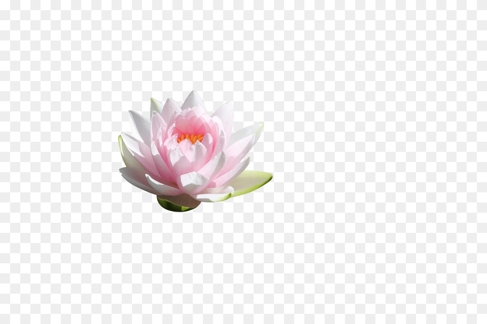 Water Lilly Clip, Flower, Lily, Plant, Pond Lily Png