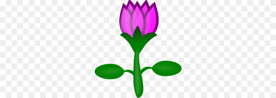 Water Lily Flower, Green, Plant, Purple Png Image