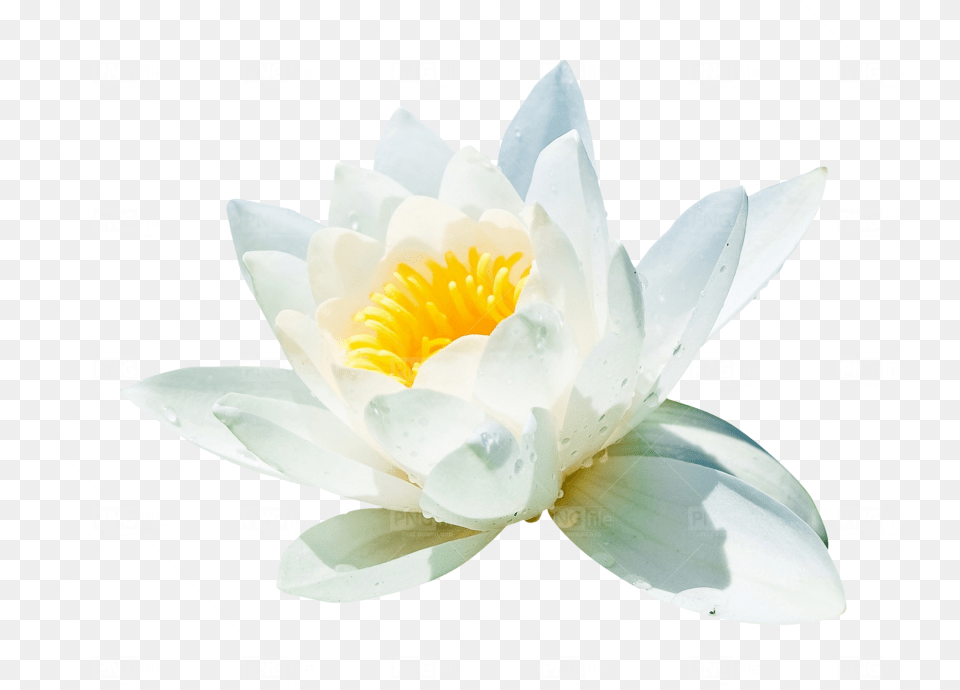 Water Lily, Flower, Plant, Pond Lily Free Png