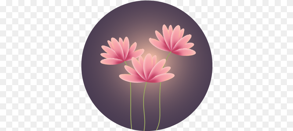 Water Lily, Dahlia, Daisy, Flower, Petal Free Png Download