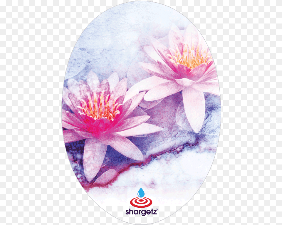 Water Lily, Flower, Plant, Petal, Pond Lily Png