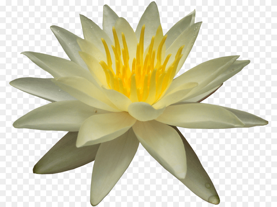Water Lily, Flower, Plant, Pond Lily Png Image