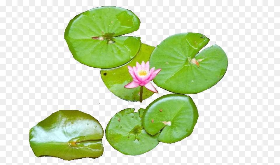 Water Lily, Flower, Plant, Pond Lily Png