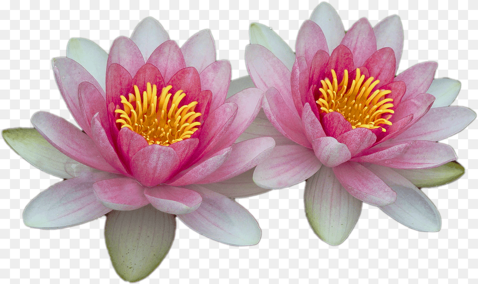 Water Lily Background, Flower, Plant, Pond Lily, Petal Free Png Download