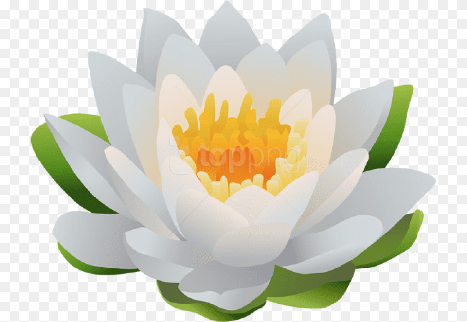 Water Lily Clip Art Image Sacred Lotus, Flower, Plant, Pond Lily, Chandelier Free Png