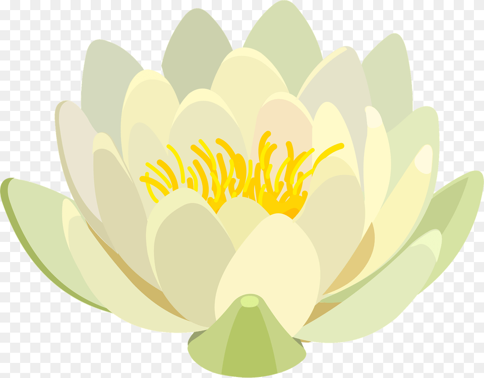 Water Lily Clipart, Flower, Plant, Pond Lily, Anther Free Png