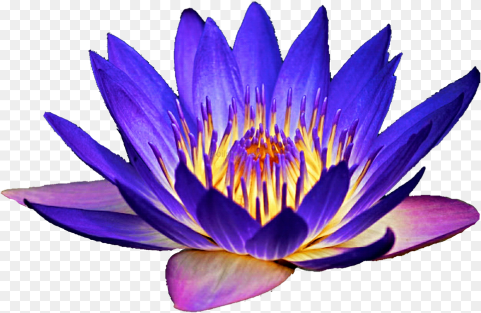 Water Lily Clipart Purple Water Lily, Flower, Plant, Pond Lily Png