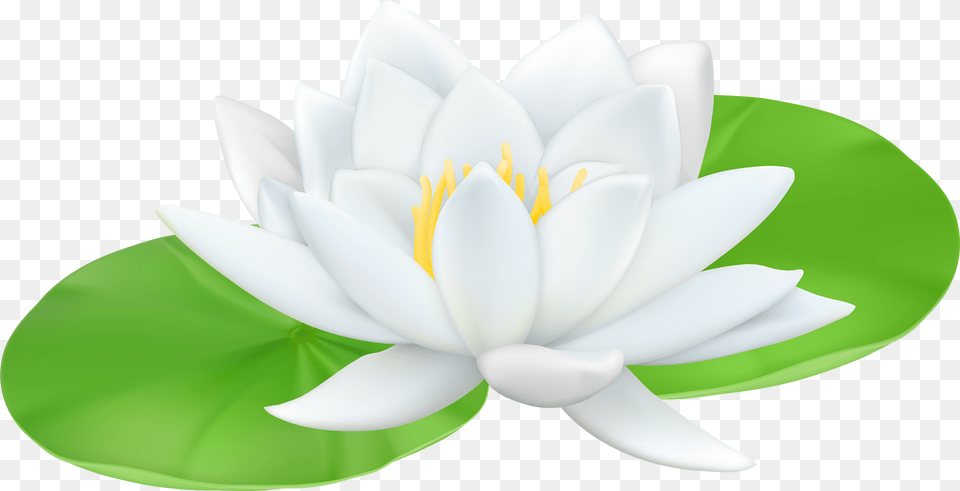 Water Lily Files Clip Art Water Lily, Flower, Plant, Pond Lily Free Png Download