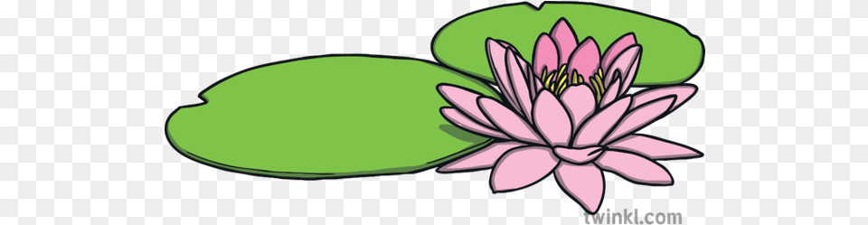 Water Lily Flower Plant Monet Tate Partnership May 2019 Ks1 Flipkart, Pond Lily Free Transparent Png