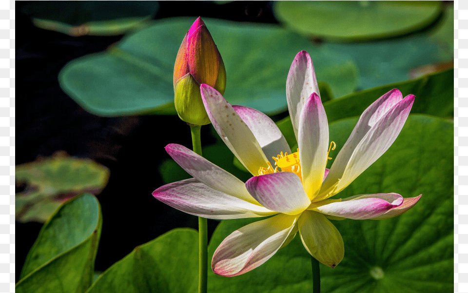 Water Lily Gulfshore Life Edit Sacred Lotus, Flower, Petal, Plant, Pollen Png Image
