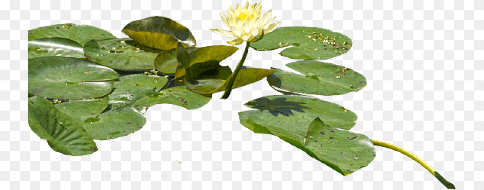 Water Lily Hd Water Lilies, Flower, Plant, Pond Lily, Leaf Png Image