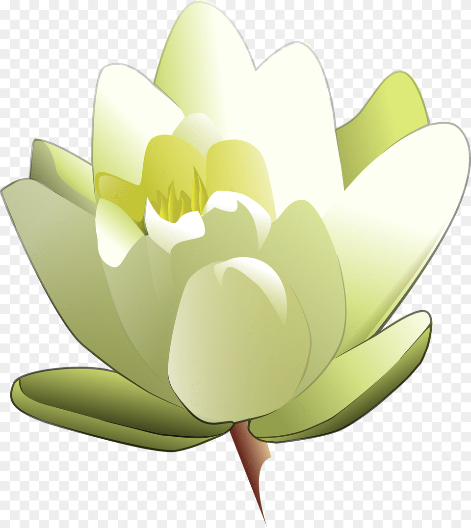 Water Lily Icons, Flower, Plant, Petal, Pond Lily Png Image