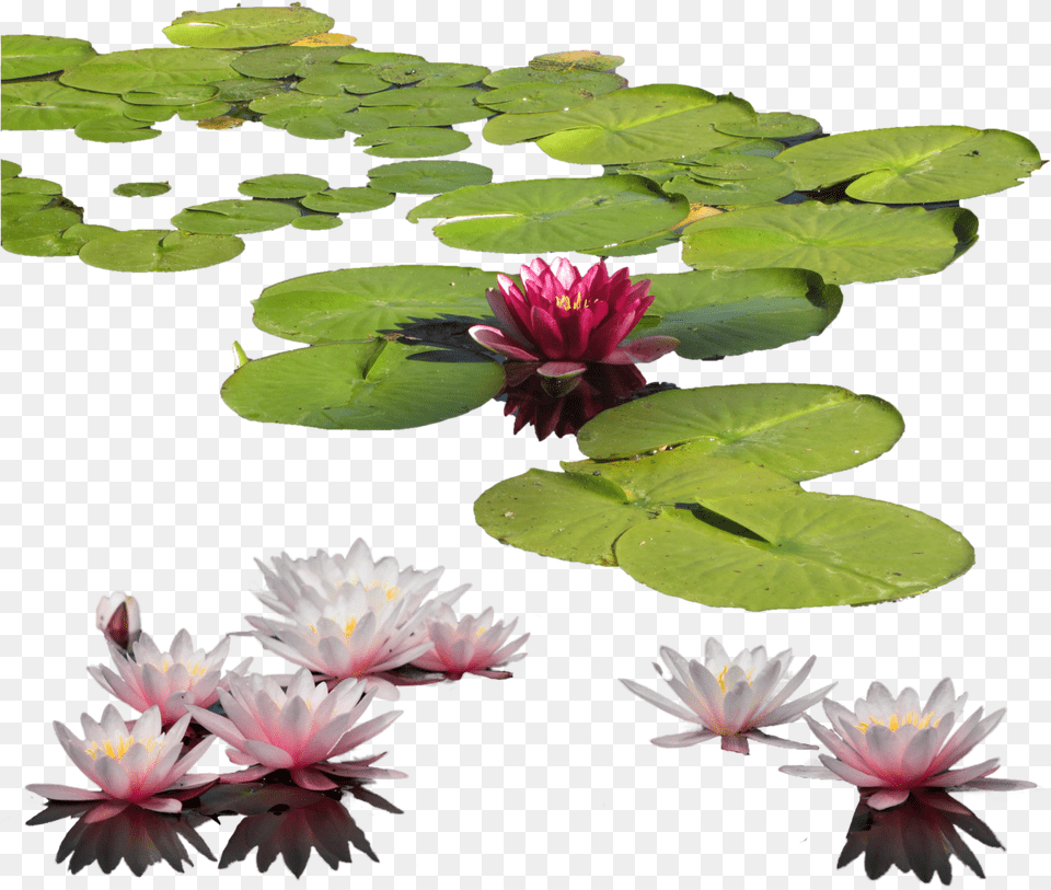 Water Lily Images Water Lily, Flower, Plant, Nature, Outdoors Free Transparent Png