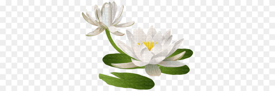Water Lily Lily Pad Water Lilies Clipart, Flower, Plant, Pond Lily, Anther Free Png Download