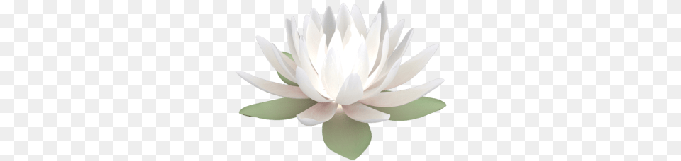 Water Lily Lotus, Flower, Plant, Dahlia, Pond Lily Free Png