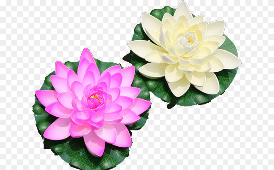 Water Lily Nelumbo Nucifera Artificial Lotus Flower Top View, Dahlia, Plant, Pond Lily, Rose Png