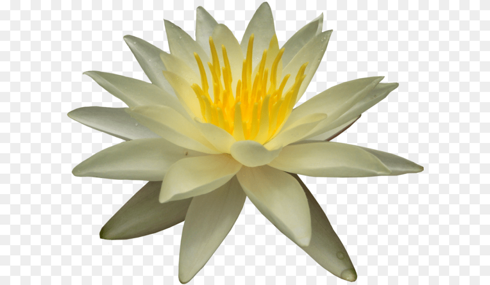 Water Lily Picture Water Lily, Flower, Plant, Pond Lily Free Png Download