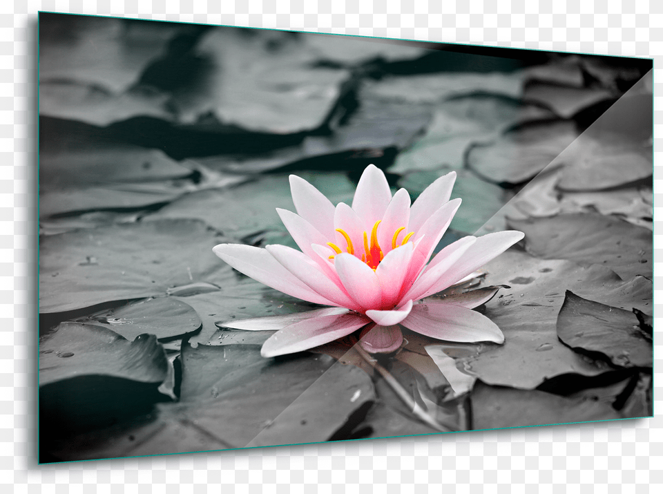 Water Lily Pink Canvas Amp Glass Wall Art Flor Lotus Quadro, Flower, Plant, Pond Lily, Petal Free Png