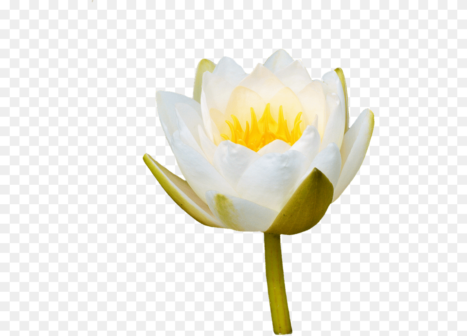 Water Lily Rose Flower Lily Rose White Flower, Plant, Pond Lily Free Png