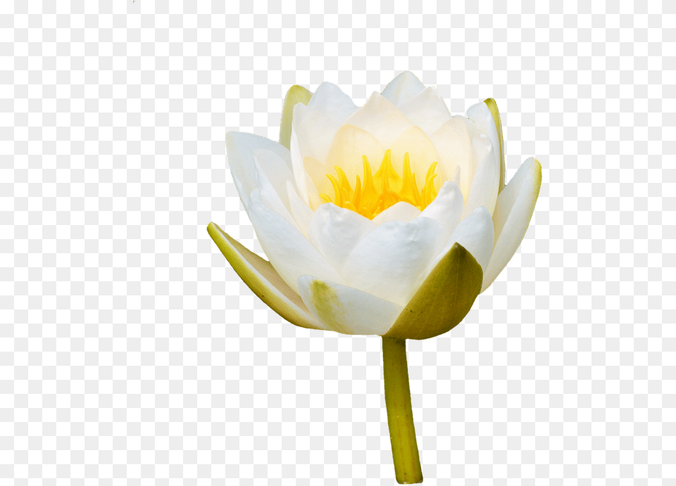 Water Lily Rose Flower Water Rose Nuphar Lutea White Water Lily Bud, Plant, Pond Lily Free Png