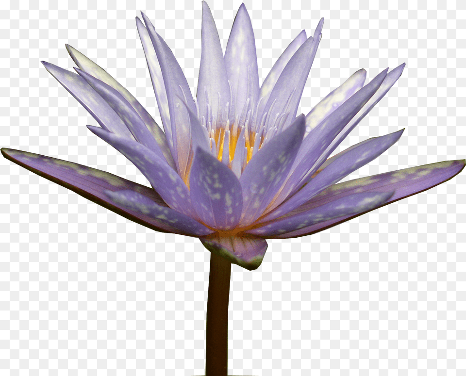 Water Lily Sacred Lotus, Flower, Plant, Pond Lily Png Image