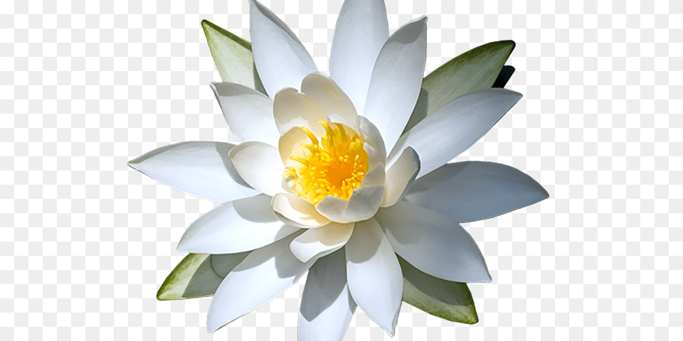 Water Lily Sacred Lotus, Flower, Plant, Pond Lily, Pollen Free Png