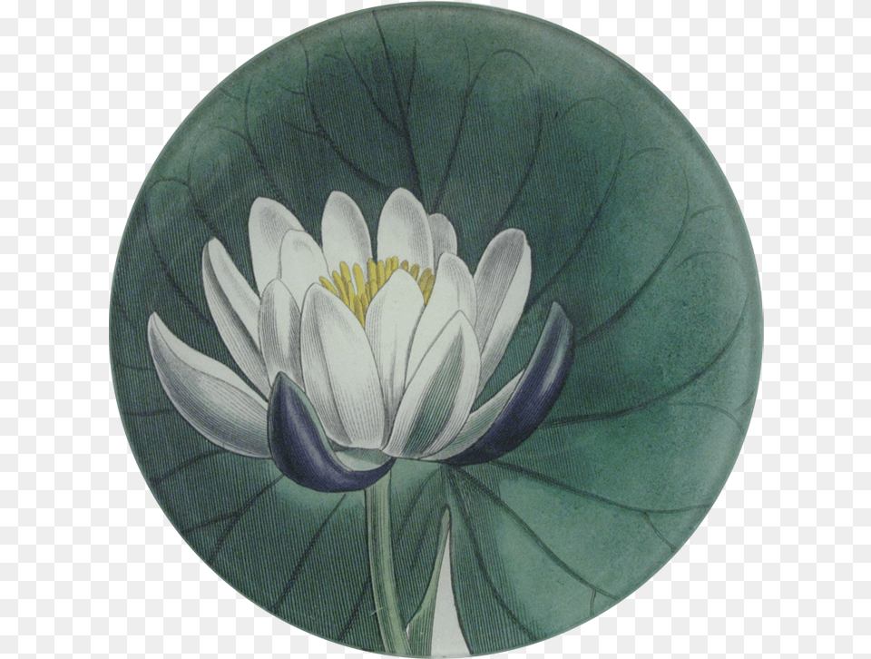 Water Lily Sacred Lotus, Flower, Plant, Pond Lily Free Png