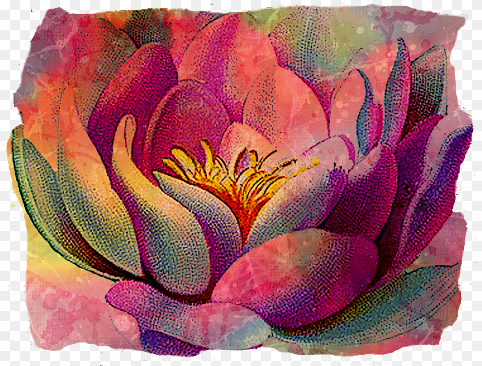 Water Lily Tattoo Designs, Art, Plant, Flower, Petal Free Transparent Png
