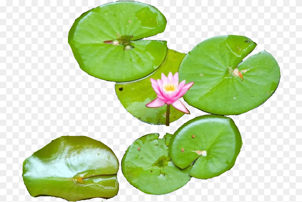 Water Lily Transparent All Water Lily Plants, Flower, Plant, Pond Lily Png Image