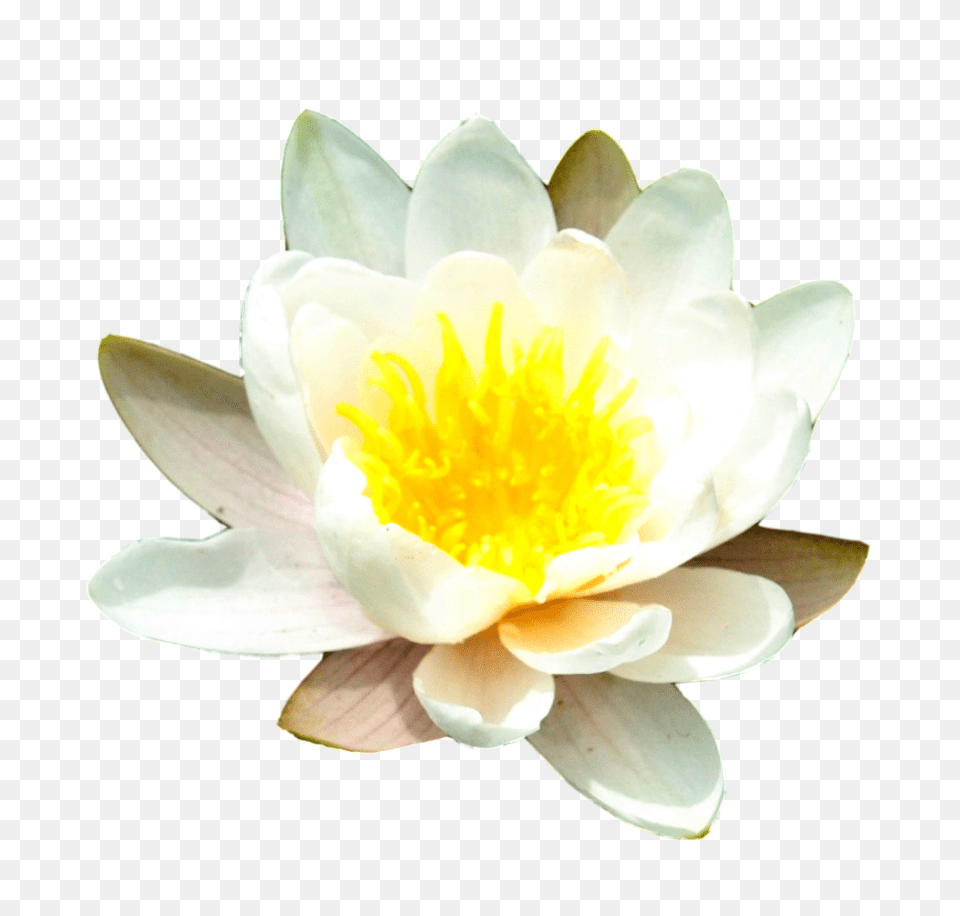 Water Lily Transparent Background Transparent Water Lily, Flower, Plant, Pond Lily, Rose Free Png