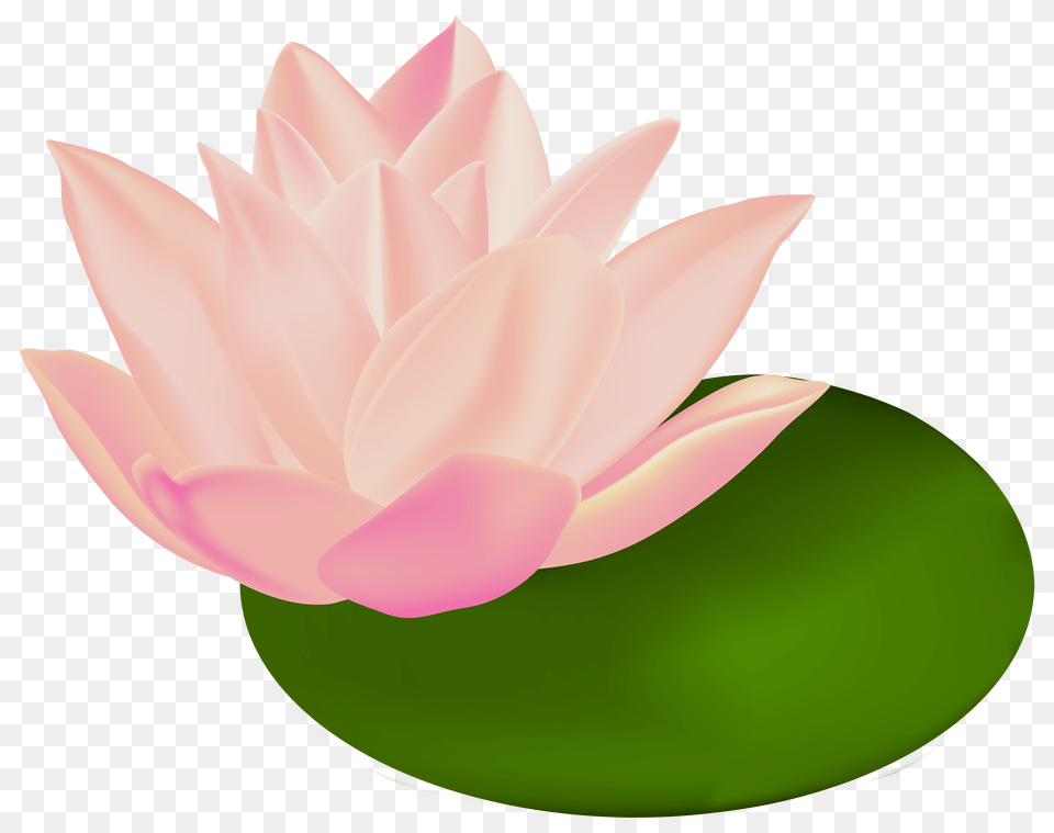 Water Lily Transparent Clip Art, Flower, Plant, Pond Lily, Petal Png Image