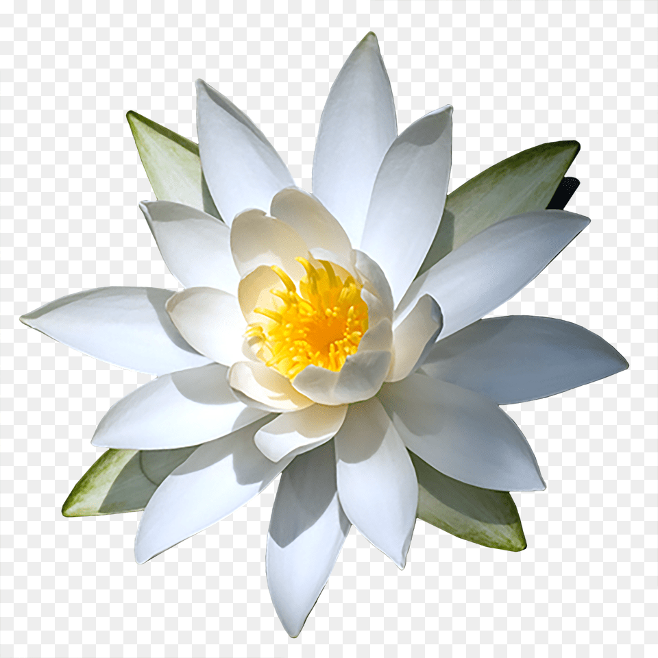 Water Lily Download Clip Art, Flower, Plant, Pond Lily Free Transparent Png