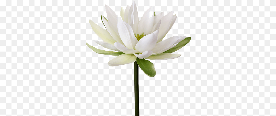 Water Lily Image Water Lily Flower Hd, Plant, Anther, Petal, Dahlia Free Transparent Png