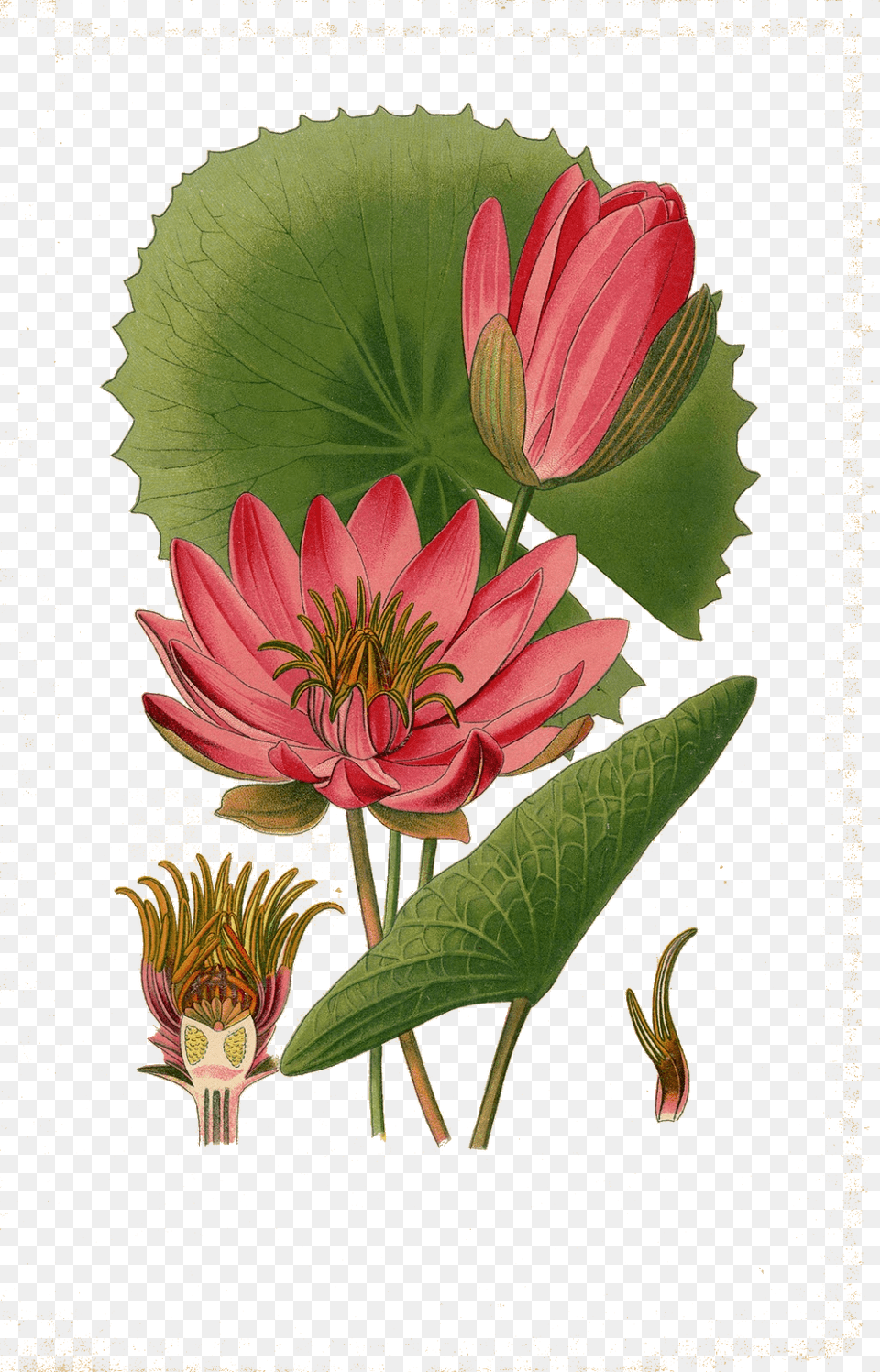 Water Lily Transparent Images Botanical Illustration Lotus, Herbs, Plant, Herbal, Greeting Card Png Image