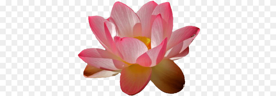 Water Lily Transparent Images Free Download Clip Art Transparent Water Lily, Anemone, Dahlia, Flower, Petal Png