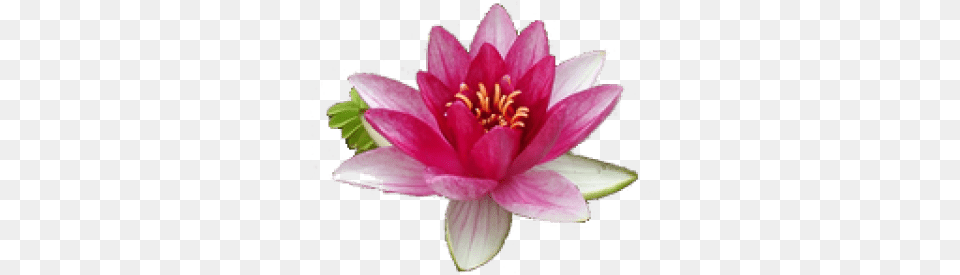 Water Lily Transparent Images Free Download Clip Art Water Lily Flower, Plant, Anther, Dahlia, Pond Lily Png