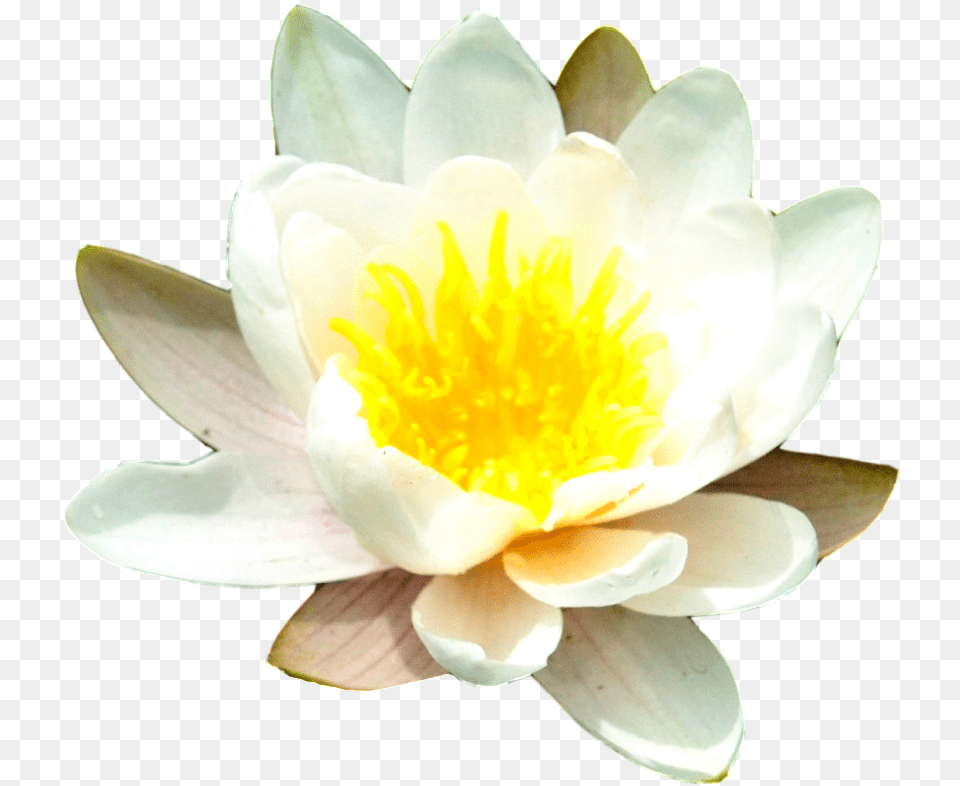 Water Lily Transparent Images Water Lily Flower Transparent Lily, Plant, Pond Lily, Rose Free Png Download