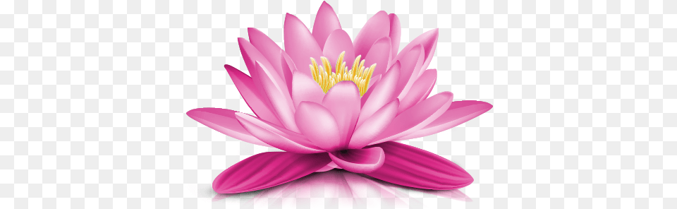 Water Lily Picture Water Lily Flower, Dahlia, Plant, Petal, Pond Lily Free Transparent Png
