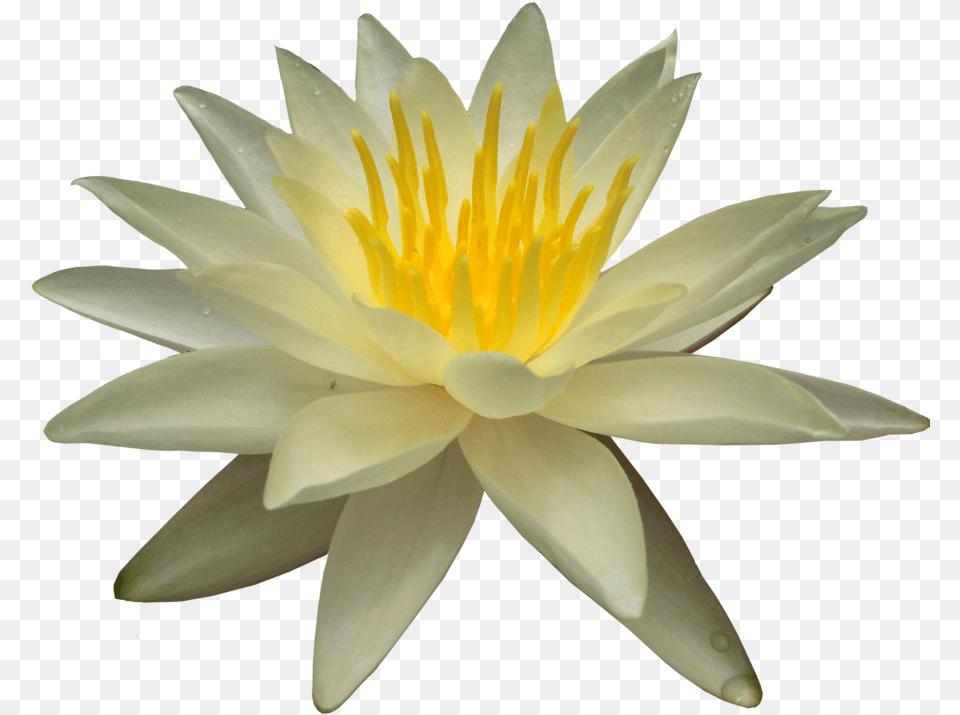 Water Lily Portable Network Graphics, Flower, Plant, Pond Lily, Animal Free Transparent Png