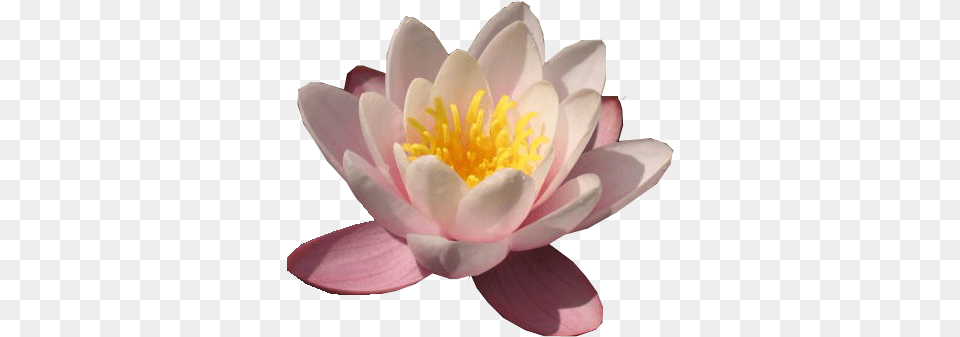 Water Lily Transparent Water Lily, Anemone, Anther, Flower, Petal Png