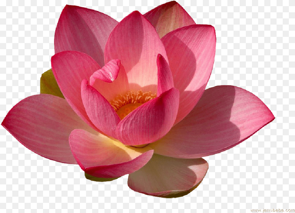 Water Lily Transparent Water Lily Flower, Dahlia, Petal, Plant, Pond Lily Png Image