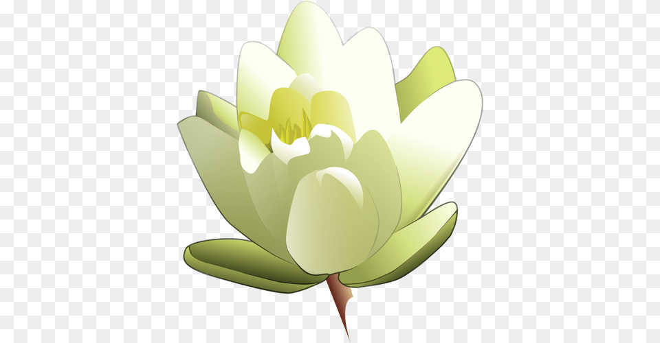 Water Lily Vector Flower, Plant, Pond Lily, Petal Png Image