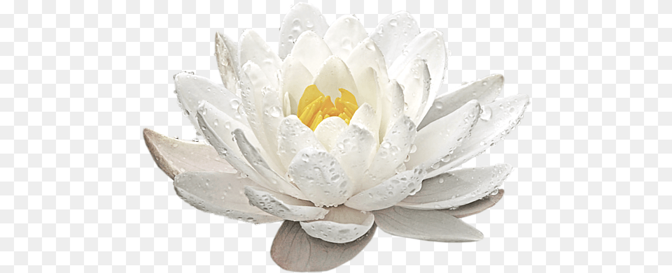 Water Lily Whirlpool Sweatshirt White Water Lily, Flower, Plant, Petal, Pond Lily Free Transparent Png